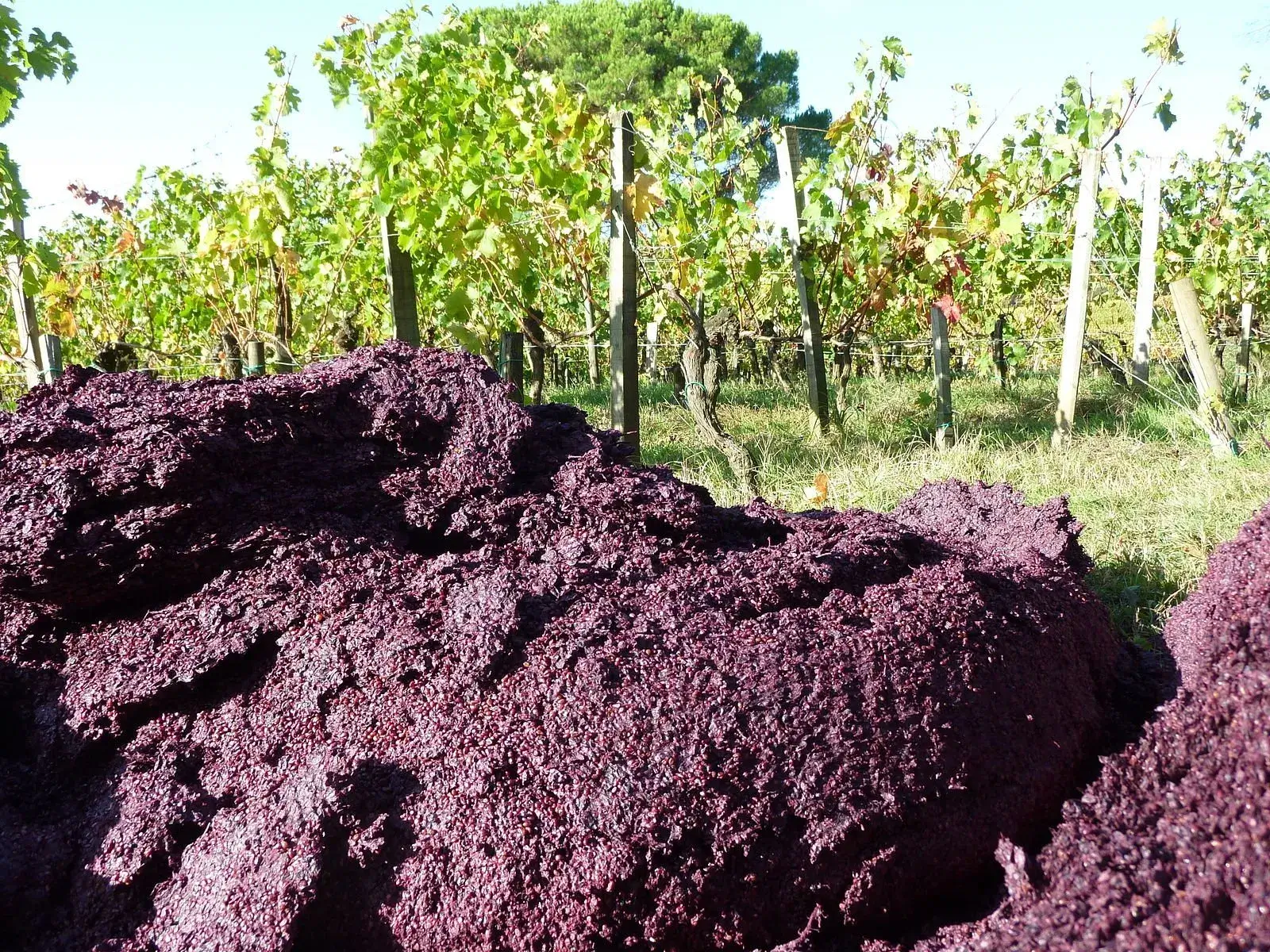 Grape pomace at a vineyard